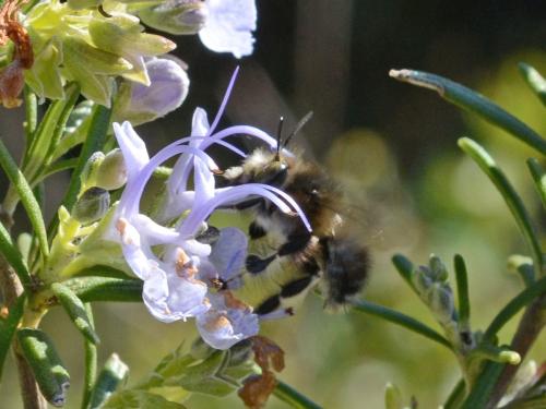 Anthophora dispar